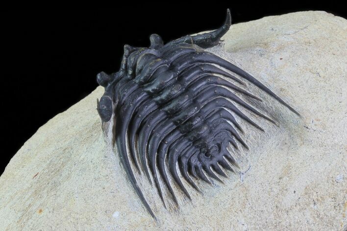 Spiny Leonaspis Trilobite - Large Specimen #71197